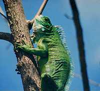 One of the many Iguana lizards you can spot around Carriacou